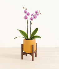 Load image into Gallery viewer, Mustard stand:walnut