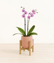 Load image into Gallery viewer, Calm Rose stand:bamboo