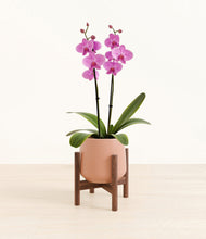 Load image into Gallery viewer, Calm Rose stand:walnut