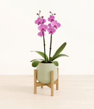 Load image into Gallery viewer, Turquoise stand:bamboo