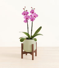 Load image into Gallery viewer, Turquoise stand:walnut