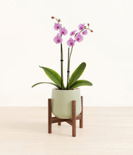 Load image into Gallery viewer, Turquoise stand:walnut