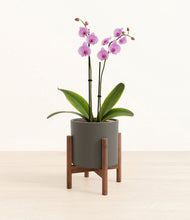 Load image into Gallery viewer, Dark Olive stand:walnut
