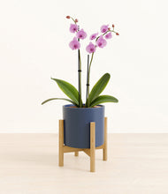 Load image into Gallery viewer, Deep Navy stand:bamboo