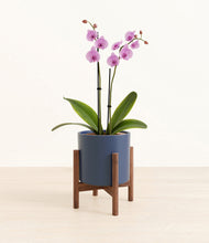 Load image into Gallery viewer, Deep Navy stand:walnut
