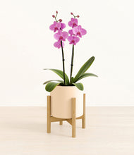 Load image into Gallery viewer, Cream stand:bamboo