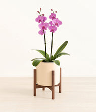 Load image into Gallery viewer, Cream stand:walnut