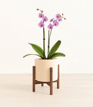 Load image into Gallery viewer, Cream stand:walnut