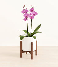 Load image into Gallery viewer, White stand:walnut