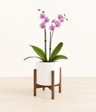 Load image into Gallery viewer, White stand:walnut