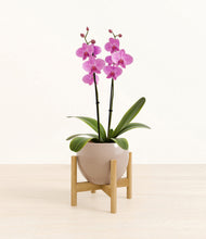 Load image into Gallery viewer, Desert Brown stand:bamboo