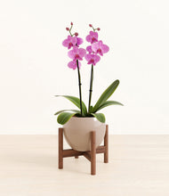 Load image into Gallery viewer, Desert Brown stand:walnut