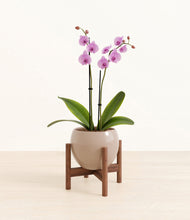 Load image into Gallery viewer, Desert Brown stand:walnut
