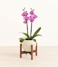 Load image into Gallery viewer, Shiny EggWhite stand:walnut