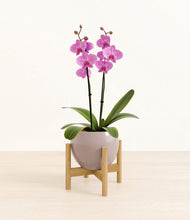 Load image into Gallery viewer, Winter Clouds stand:bamboo