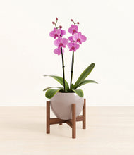 Load image into Gallery viewer, Winter Clouds stand:walnut