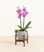 Load image into Gallery viewer, Deep Ocean stand:walnut