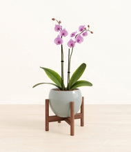Load image into Gallery viewer, Deep Ocean stand:walnut