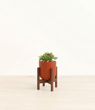 Load image into Gallery viewer, Earth Red stand:walnut