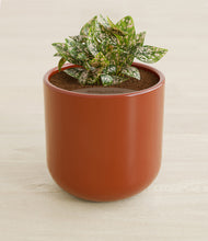 Load image into Gallery viewer, Earth Red stand:all