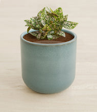 Load image into Gallery viewer, Reactive Aqua stand:all