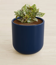 Load image into Gallery viewer, Twilight Blue stand:all