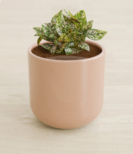 Load image into Gallery viewer, Glossy Pink stand:all