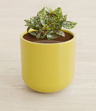 Load image into Gallery viewer, Key Lime Yellow stand:all