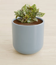 Load image into Gallery viewer, Misty Blue stand:all