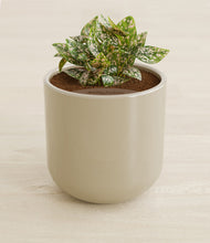 Load image into Gallery viewer, Sage Green stand:all