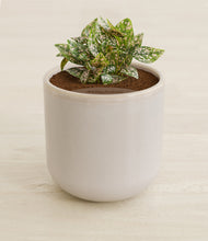 Load image into Gallery viewer, Snowdrift White stand:all