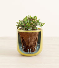 Load image into Gallery viewer, Key Lime Yellow stand:all