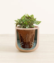 Load image into Gallery viewer, Glossy Pink stand:all