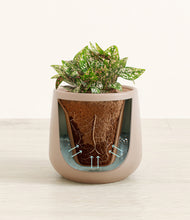 Load image into Gallery viewer, Eternal Gray stand:all