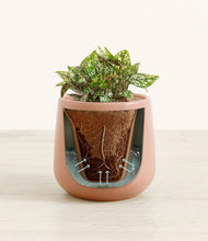 Load image into Gallery viewer, Calm Rose stand:all