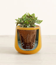 Load image into Gallery viewer, Mustard stand:all