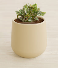 Load image into Gallery viewer, Almond Green stand:all