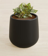 Load image into Gallery viewer, Black stand:all