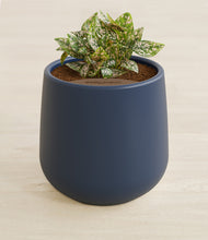 Load image into Gallery viewer, Deep Navy stand:all