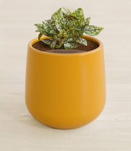 Load image into Gallery viewer, Mustard stand:all