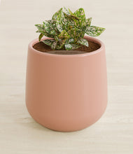 Load image into Gallery viewer, Calm Rose stand:all