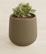 Load image into Gallery viewer, Olive stand:all