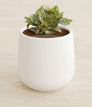 Load image into Gallery viewer, White stand:all