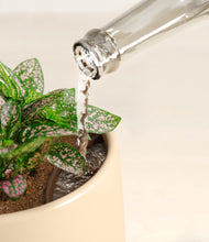 Load image into Gallery viewer, Almond Green stand:all