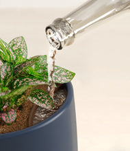 Load image into Gallery viewer, Deep Navy stand:all