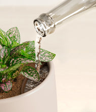 Load image into Gallery viewer, Eternal Gray stand:all