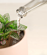 Load image into Gallery viewer, Gentle Pink stand:all