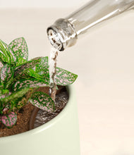 Load image into Gallery viewer, Turquoise stand:all