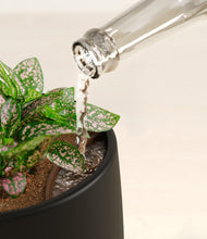 Load image into Gallery viewer, Black stand:all