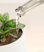 Load image into Gallery viewer, White stand:all